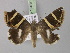  ( - BC ZSM Lep 10408)  @13 [ ] CreativeCommons - Attribution Non-Commercial Share-Alike (2010) Unspecified SNSB, Zoologische Staatssammlung Muenchen