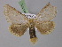  ( - BC ZSM Lep 10431)  @11 [ ] CreativeCommons - Attribution Non-Commercial Share-Alike (2010) Unspecified SNSB, Zoologische Staatssammlung Muenchen