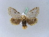  ( - BC ZSM Lep 10434)  @11 [ ] CreativeCommons - Attribution Non-Commercial Share-Alike (2010) Unspecified SNSB, Zoologische Staatssammlung Muenchen