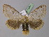 ( - BC ZSM Lep 10434)  @11 [ ] CreativeCommons - Attribution Non-Commercial Share-Alike (2010) Unspecified SNSB, Zoologische Staatssammlung Muenchen