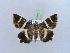  ( - BC ZSM Lep 10573)  @13 [ ] CreativeCommons - Attribution Non-Commercial Share-Alike (2010) Unspecified SNSB, Zoologische Staatssammlung Muenchen