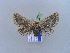  ( - BC ZSM Lep 10613)  @13 [ ] CreativeCommons - Attribution Non-Commercial Share-Alike (2010) Unspecified SNSB, Zoologische Staatssammlung Muenchen