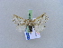  ( - BC ZSM Lep 10619)  @12 [ ] CreativeCommons - Attribution Non-Commercial Share-Alike (2010) Unspecified SNSB, Zoologische Staatssammlung Muenchen