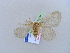  ( - BC ZSM Lep 10648)  @12 [ ] CreativeCommons - Attribution Non-Commercial Share-Alike (2010) Unspecified SNSB, Zoologische Staatssammlung Muenchen