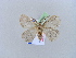  ( - BC ZSM Lep 10649)  @13 [ ] CreativeCommons - Attribution Non-Commercial Share-Alike (2010) Unspecified SNSB, Zoologische Staatssammlung Muenchen