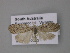  (Nola sp. 14 - BC ZSM Lep 10843)  @13 [ ] CreativeCommons - Attribution Non-Commercial Share-Alike (2010) Unspecified SNSB, Zoologische Staatssammlung Muenchen