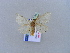  ( - BC ZSM Lep 10961)  @12 [ ] CreativeCommons - Attribution Non-Commercial Share-Alike (2010) Unspecified SNSB, Zoologische Staatssammlung Muenchen