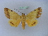  ( - BC ZSM Lep 10986)  @13 [ ] CreativeCommons - Attribution Non-Commercial Share-Alike (2010) Unspecified SNSB, Zoologische Staatssammlung Muenchen