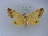  ( - BC ZSM Lep 10989)  @13 [ ] CreativeCommons - Attribution Non-Commercial Share-Alike (2010) Unspecified SNSB, Zoologische Staatssammlung Muenchen