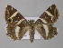  ( - BC ZSM Lep 11038)  @13 [ ] CreativeCommons - Attribution Non-Commercial Share-Alike (2010) Unspecified SNSB, Zoologische Staatssammlung Muenchen