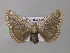  ( - BC ZSM Lep 11048)  @14 [ ] CreativeCommons - Attribution Non-Commercial Share-Alike (2010) Unspecified SNSB, Zoologische Staatssammlung Muenchen