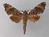  ( - BC ZSM Lep 01332)  @14 [ ] CreativeCommons - Attribution Non-Commercial Share-Alike (2010) Unspecified SNSB, Zoologische Staatssammlung Muenchen