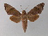  ( - BC ZSM Lep 01365)  @14 [ ] CreativeCommons - Attribution Non-Commercial Share-Alike (2010) Unspecified SNSB, Zoologische Staatssammlung Muenchen