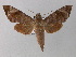  ( - BC ZSM Lep 01367)  @14 [ ] CreativeCommons - Attribution Non-Commercial Share-Alike (2010) Unspecified SNSB, Zoologische Staatssammlung Muenchen