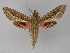  ( - BC ZSM Lep 02211)  @14 [ ] CreativeCommons - Attribution Non-Commercial Share-Alike (2010) Unspecified SNSB, Zoologische Staatssammlung Muenchen