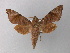  ( - BC ZSM Lep 02586)  @14 [ ] CreativeCommons - Attribution Non-Commercial Share-Alike (2010) Unspecified SNSB, Zoologische Staatssammlung Muenchen