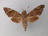  ( - BC ZSM Lep 02587)  @14 [ ] CreativeCommons - Attribution Non-Commercial Share-Alike (2010) Unspecified SNSB, Zoologische Staatssammlung Muenchen