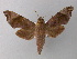  ( - BC ZSM Lep 02588)  @14 [ ] CreativeCommons - Attribution Non-Commercial Share-Alike (2010) Unspecified SNSB, Zoologische Staatssammlung Muenchen