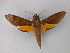  ( - BC ZSM Lep 02669)  @13 [ ] CreativeCommons - Attribution Non-Commercial Share-Alike (2010) Unspecified SNSB, Zoologische Staatssammlung Muenchen