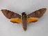  ( - BC ZSM Lep 02670)  @13 [ ] CreativeCommons - Attribution Non-Commercial Share-Alike (2010) Unspecified SNSB, Zoologische Staatssammlung Muenchen