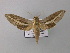  ( - BC ZSM Lep 02682)  @13 [ ] CreativeCommons - Attribution Non-Commercial Share-Alike (2010) Unspecified SNSB, Zoologische Staatssammlung Muenchen