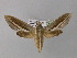  ( - BC ZSM Lep 10385)  @13 [ ] CreativeCommons - Attribution Non-Commercial Share-Alike (2010) Unspecified SNSB, Zoologische Staatssammlung Muenchen