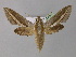  ( - BC ZSM Lep 10460)  @13 [ ] CreativeCommons - Attribution Non-Commercial Share-Alike (2010) Unspecified SNSB, Zoologische Staatssammlung Muenchen