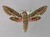  ( - BC ZSM Lep 10461)  @14 [ ] CreativeCommons - Attribution Non-Commercial Share-Alike (2010) Unspecified SNSB, Zoologische Staatssammlung Muenchen