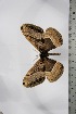  ( - BC-TB4779)  @13 [ ] Copyright (2010) Unspecified Research Collection of Thierry Bouyer