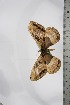  ( - BC-TB4783)  @12 [ ] Copyright (2010) Unspecified Research Collection of Thierry Bouyer