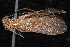  ( - 08-JDWBC-1978)  @12 [ ] CreativeCommons - Attribution (2010) Unspecified Centre for Biodiversity Genomics