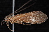  ( - 08-JDWBC-3483)  @13 [ ] CreativeCommons - Attribution (2010) Unspecified Centre for Biodiversity Genomics