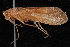  ( - 08-JDWBC-1982)  @12 [ ] CreativeCommons - Attribution (2010) Unspecified Centre for Biodiversity Genomics