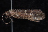  ( - 08-JDWBC-3542)  @14 [ ] CreativeCommons - Attribution (2010) Unspecified Centre for Biodiversity Genomics