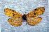  (Lithosia quadra - 2012-128)  @12 [ ] Unspecified (default): All Rights Reserved  Unspecified Unspecified