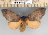  (Hypotrabala - 2011-861)  @14 [ ] Unspecified (default): All Rights Reserved  Unspecified Unspecified