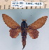  (Pachytrina gliharta - 2011-933)  @15 [ ] Unspecified (default): All Rights Reserved  Unspecified Unspecified