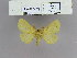  (Lemonia beirutica - 2012-038)  @14 [ ] Unspecified (default): All Rights Reserved  Unspecified Unspecified