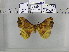  (Apha yunnanensis - EUPT-11-011)  @12 [ ] Unspecified (default): All Rights Reserved  Unspecified Unspecified