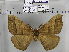  (Apona caschmirensis - EUPT-11-048)  @13 [ ] Unspecified (default): All Rights Reserved  Unspecified Unspecified