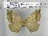  (Apona naessigi - EUPT-11-056)  @13 [ ] Unspecified (default): All Rights Reserved  Unspecified Unspecified