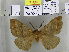  (Apona plumosa - EUPT-11-065)  @11 [ ] Unspecified (default): All Rights Reserved  Unspecified Unspecified