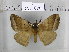  (Ganisopa sp. 1 - EUPT-11-072)  @13 [ ] Unspecified (default): All Rights Reserved  Unspecified Unspecified