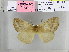  (Ganisopa sp. 2 - EUPT-11-080)  @13 [ ] Unspecified (default): All Rights Reserved  Unspecified Unspecified