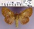  (Euthrix albomaculata - 2011.2090)  @15 [ ] Unspecified (default): All Rights Reserved  2011.2090 Unspecified