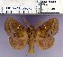  (Euthrix albomaculata directa - 2011.2092)  @14 [ ] Unspecified (default): All Rights Reserved  2011.2092 Unspecified