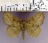  (Euthrix fossa - 2011.2104)  @14 [ ] Unspecified (default): All Rights Reserved  2011.2104 Unspecified