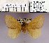  (Euthrix alessa - 2011.2114)  @12 [ ] Unspecified (default): All Rights Reserved  2011.2114 Unspecified