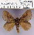  (Euthrix inobtrusa - 2011.2130)  @15 [ ] Unspecified (default): All Rights Reserved  2011.2130 Unspecified