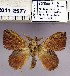  (Odonestis angulata - 2011.2577)  @12 [ ] Unspecified (default): All Rights Reserved  2011.2577 Unspecified